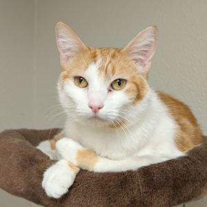 Sandwich (Sandy) Domestic Short Hair Cat
