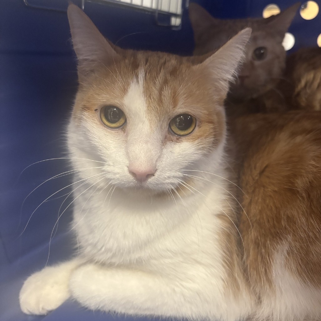 Sandwich (Sandy), an adoptable Domestic Short Hair in Spokane, WA, 99217 | Photo Image 2