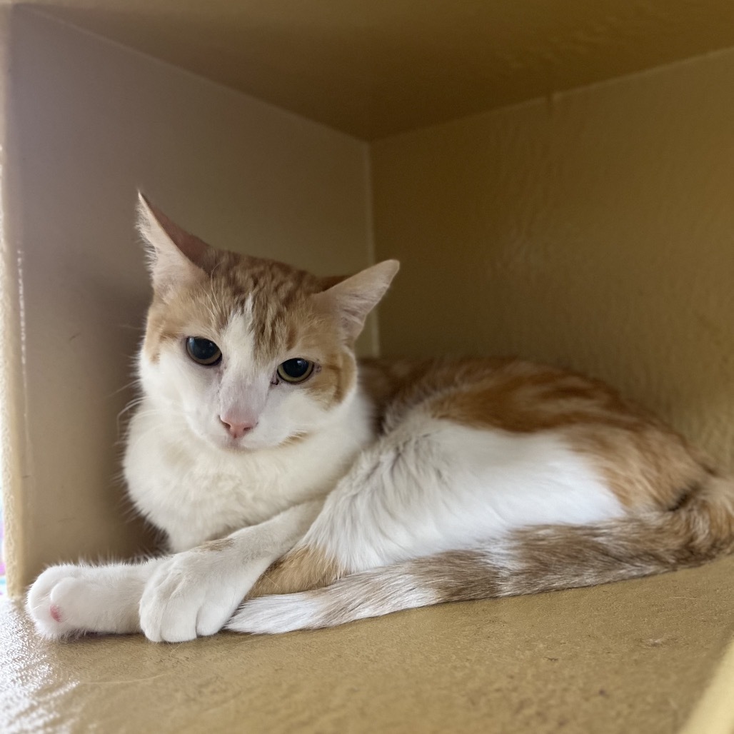 Sandwich (Sandy), an adoptable Domestic Short Hair in Spokane, WA, 99217 | Photo Image 3