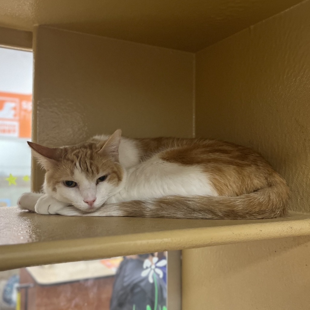 Sandwich (Sandy), an adoptable Domestic Short Hair in Spokane, WA, 99217 | Photo Image 4