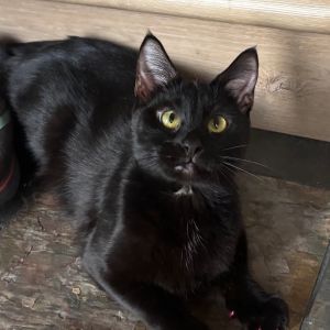 Coco Channel Domestic Medium Hair Cat