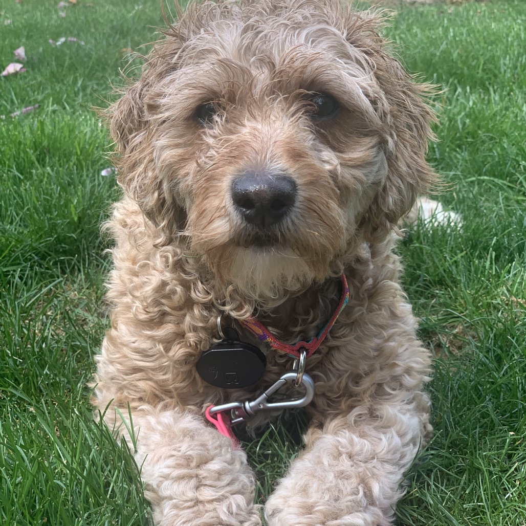 Rosie