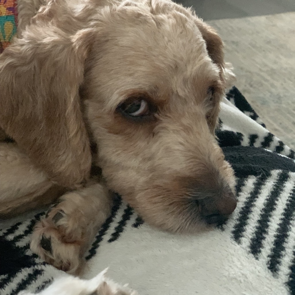 Rosie