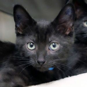Fozzybear, Baby Male Domestic Short Hair