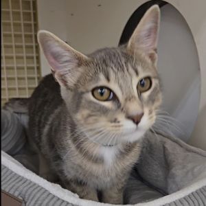 Rain, Baby Male Domestic Short Hair