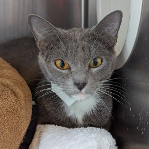 Periwinkle, Adult Female Domestic Short Hair