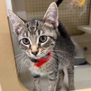 Meatball, Baby Male Domestic Short Hair