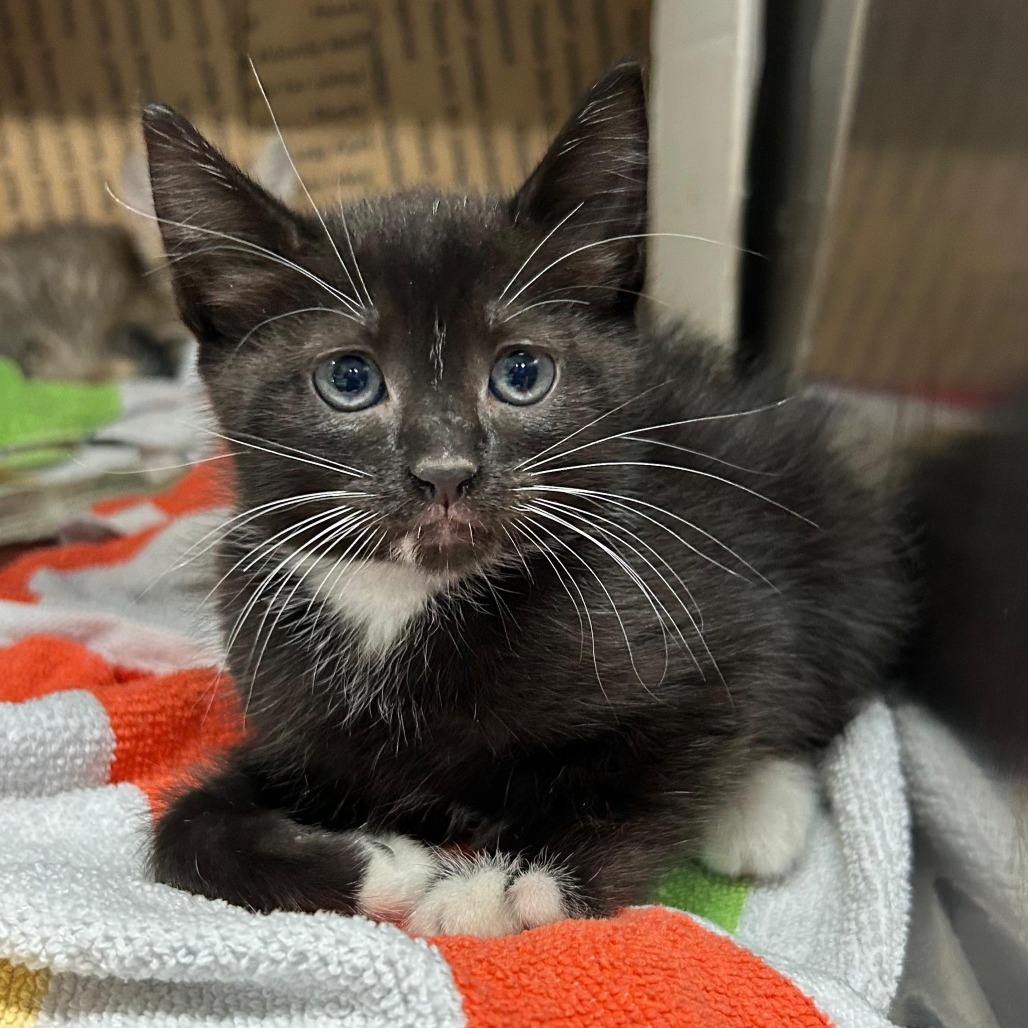 Esperanza, an adoptable Domestic Short Hair in Vieques, PR, 00765 | Photo Image 1