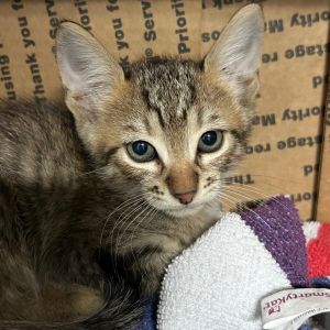 Elmer, Baby Male Domestic Short Hair