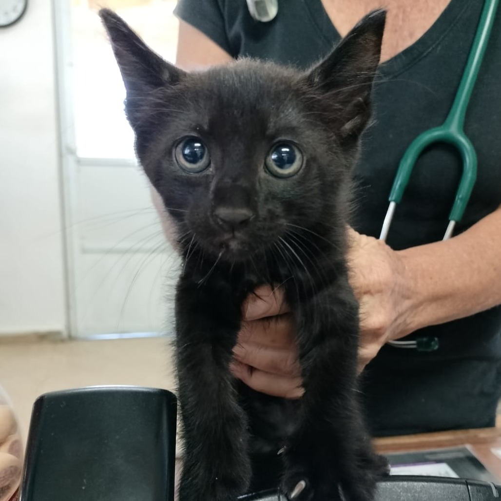 Enzo, an adoptable Domestic Short Hair in Vieques, PR, 00765 | Photo Image 1