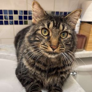 Deja Vu, Adult Male Maine Coon