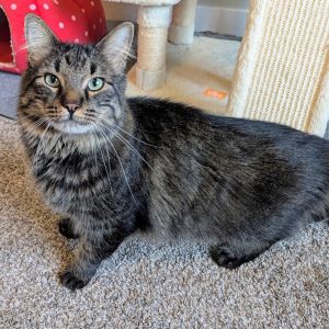 Charlie, Adult Male unknown