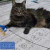 Charlie photo 2