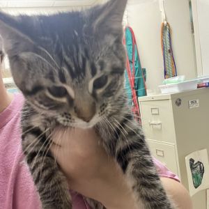 Shey, Baby Female Domestic Short Hair