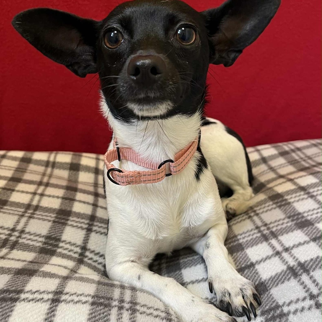 Priscilla
