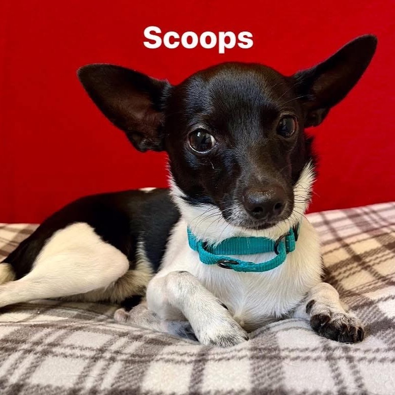 Scoops