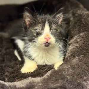 Gilbert, Baby Male Domestic Short Hair