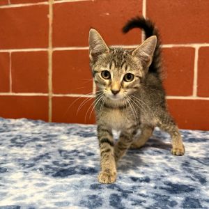 Krebs, Baby Male Domestic Short Hair