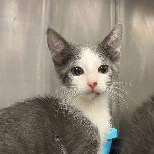 Hazel Domestic Short Hair Cat