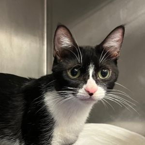 Emma Domestic Short Hair Cat