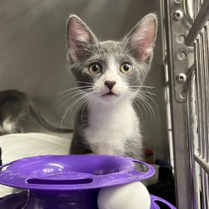 Ella Domestic Short Hair Cat