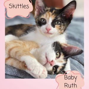 Baby Ruth (COH-A-64358), Baby Female unknown