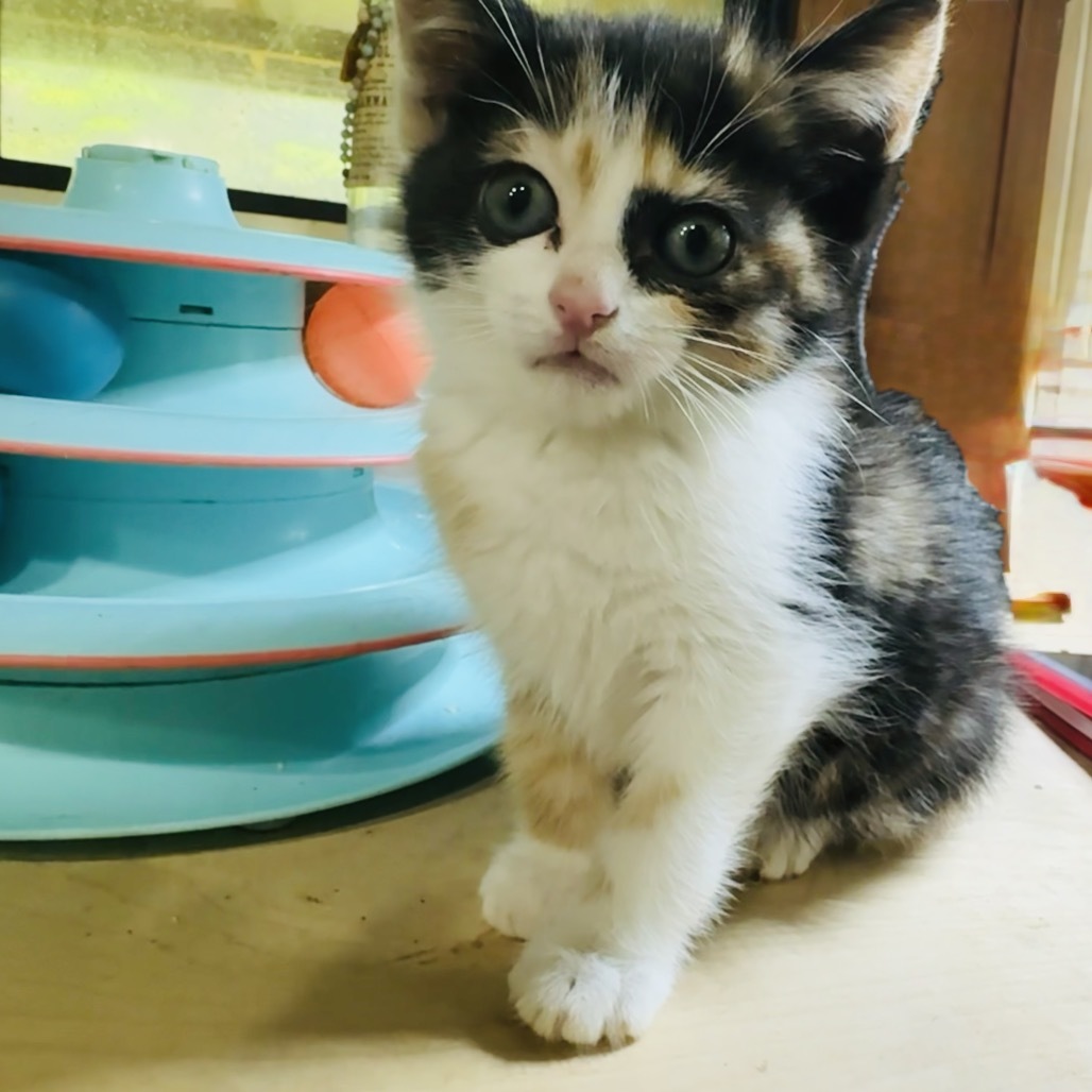 Baby Ruth (COH-A-64358)