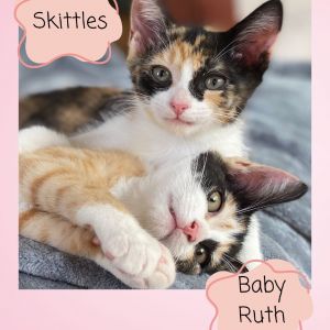 Skittles (COH-A-64359), Baby Female unknown