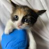 Skittles (COH-A-64359) photo 2