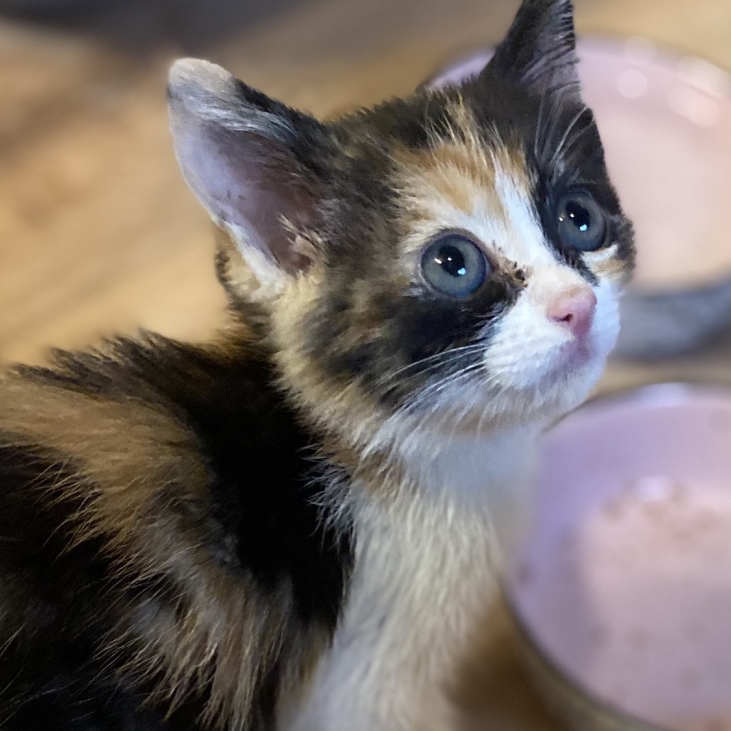 Skittles (COH-A-64359)