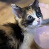 Skittles (COH-A-64359) photo 3