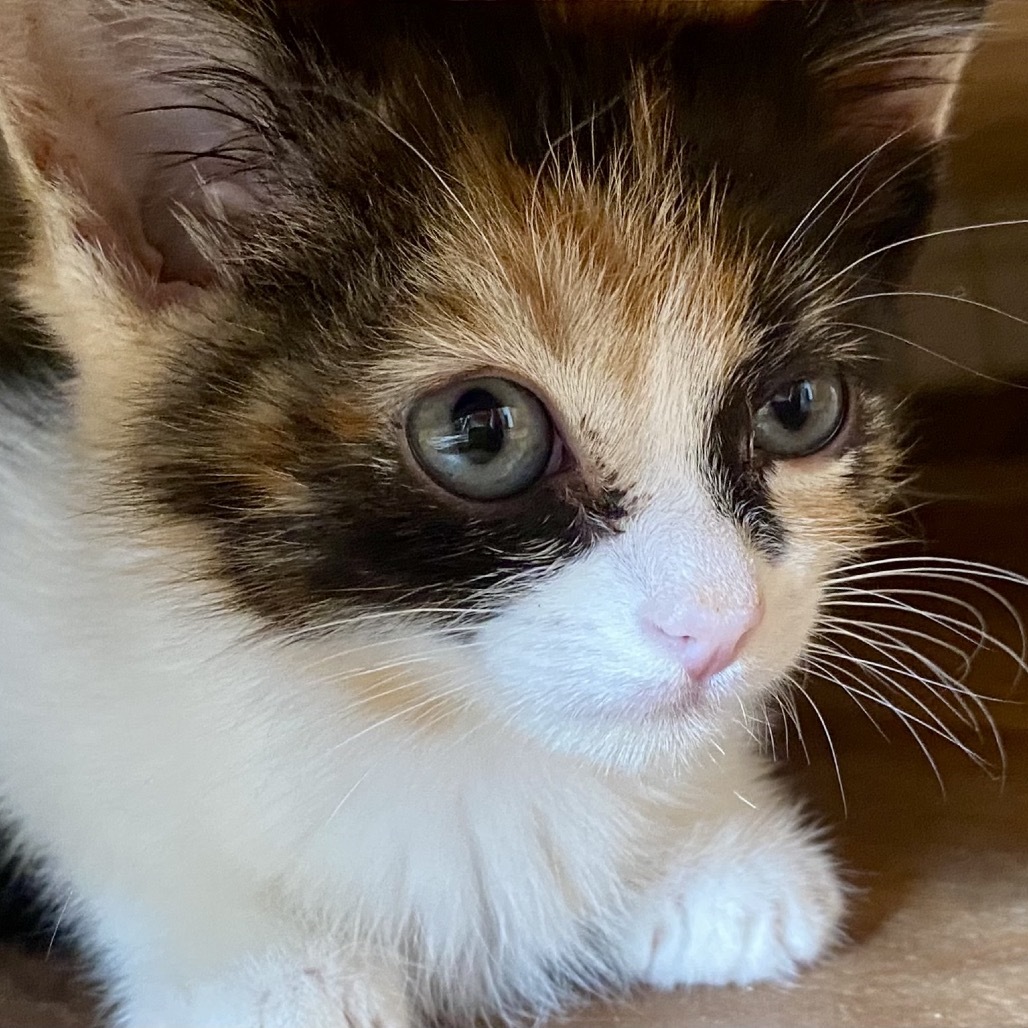 Skittles (COH-A-64359)