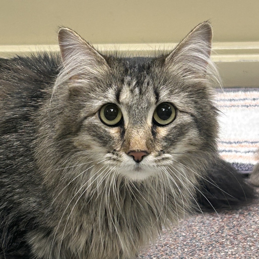 Mittens, an adoptable Domestic Medium Hair in Cheyenne, WY, 82007 | Photo Image 1