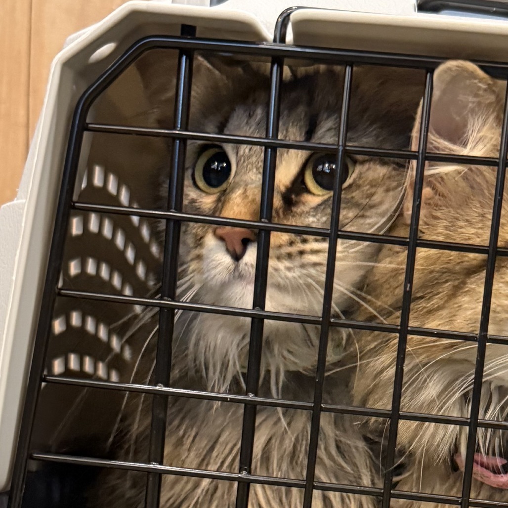 Mittens, an adoptable Domestic Medium Hair in Cheyenne, WY, 82007 | Photo Image 2