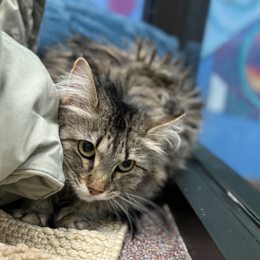 Mittens, an adoptable Domestic Medium Hair in Cheyenne, WY, 82007 | Photo Image 3