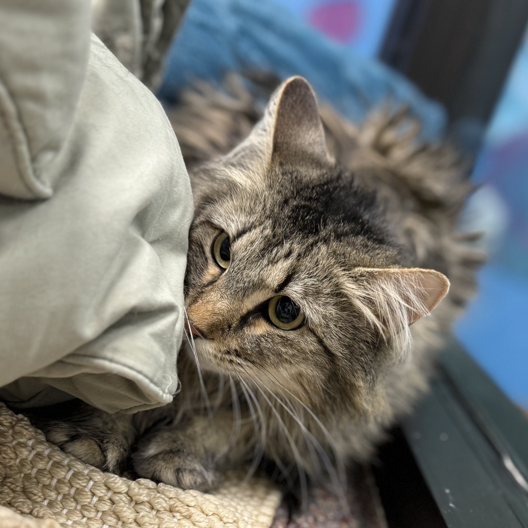 Mittens, an adoptable Domestic Medium Hair in Cheyenne, WY, 82007 | Photo Image 4