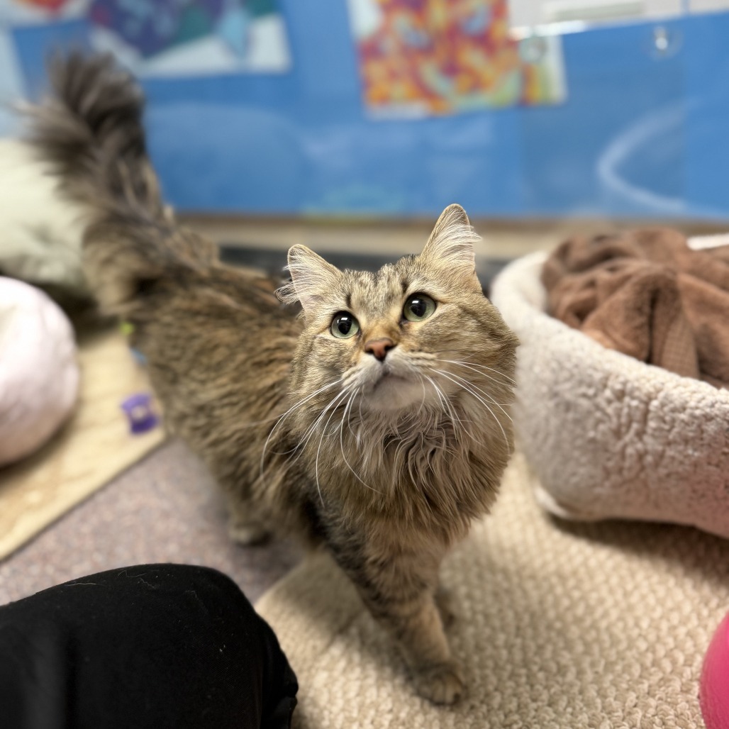Marbles, an adoptable Domestic Medium Hair in Cheyenne, WY, 82007 | Photo Image 1