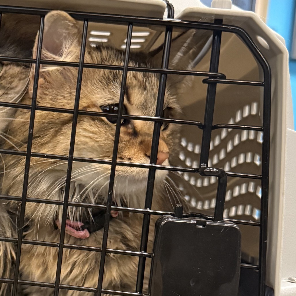 Marbles, an adoptable Domestic Medium Hair in Cheyenne, WY, 82007 | Photo Image 2