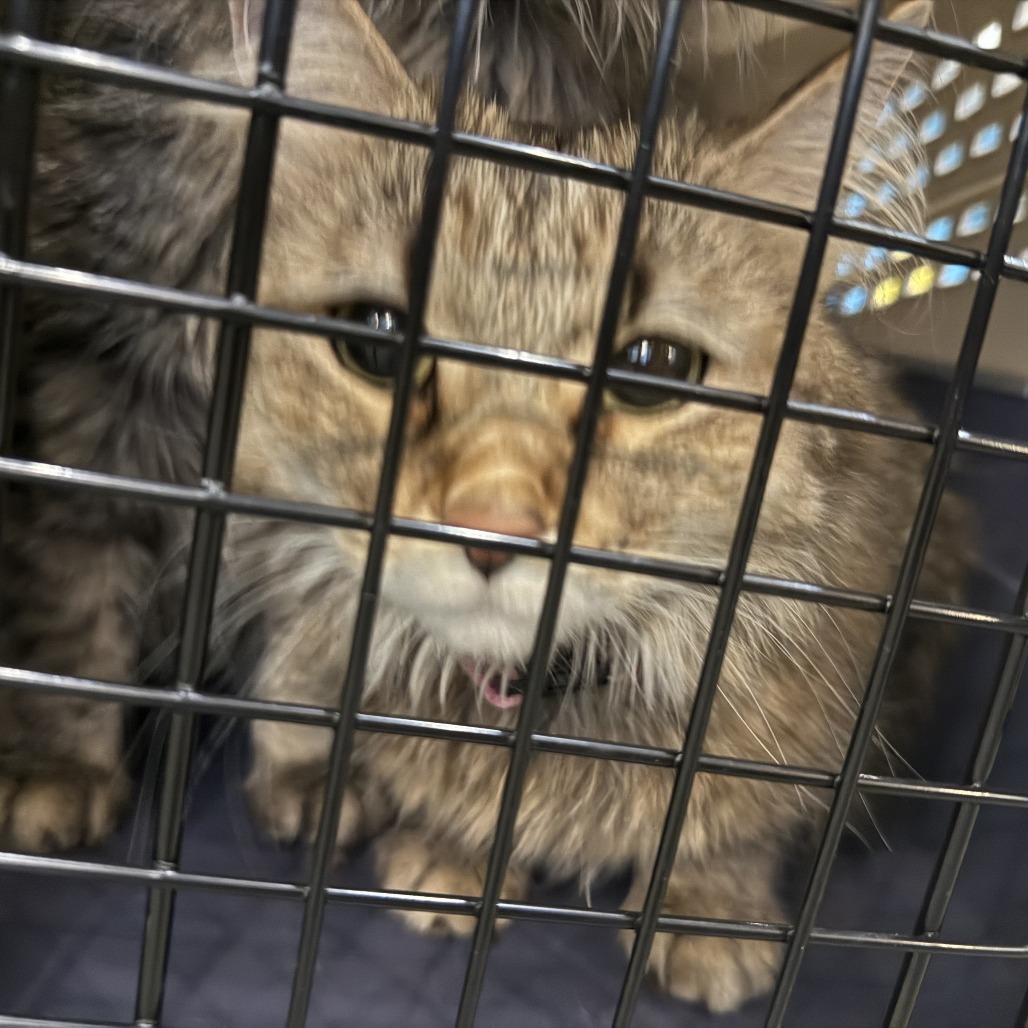 Marbles, an adoptable Domestic Medium Hair in Cheyenne, WY, 82007 | Photo Image 3