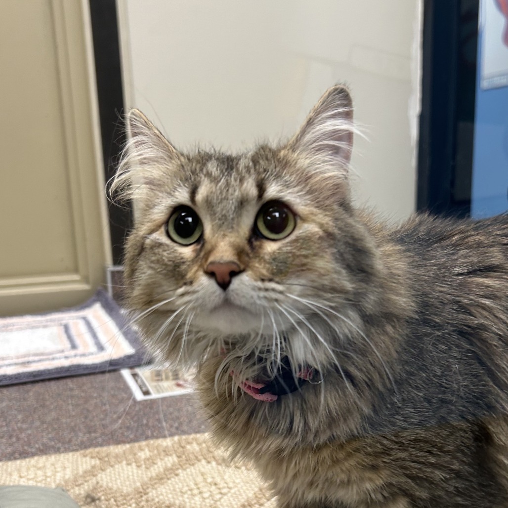 Marbles, an adoptable Domestic Medium Hair in Cheyenne, WY, 82007 | Photo Image 4