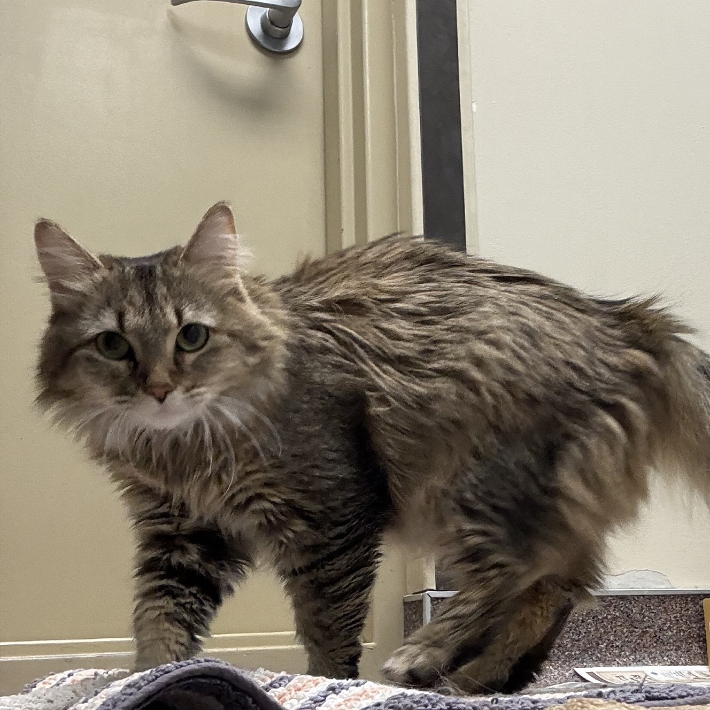 Marbles, an adoptable Domestic Medium Hair in Cheyenne, WY, 82007 | Photo Image 5