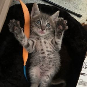 Miles Domestic Short Hair Cat
