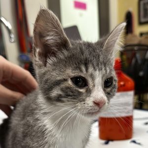 La Croix, Baby Female Domestic Short Hair