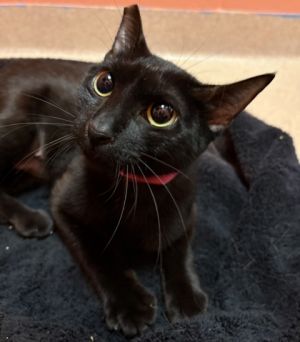 Dutchess, Adult Female Domestic Short Hair
