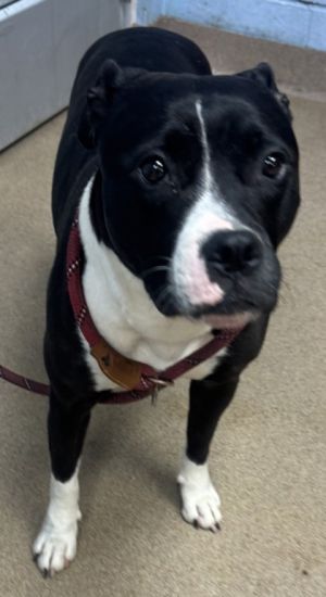 Shoally Mixed Breed Dog