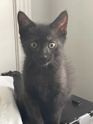 Bagheera - IN FOSTER ADOPTED PA, Baby Male Domestic Short Hair
