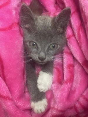 Stormy - IN FOSTER PA Domestic Short Hair Cat