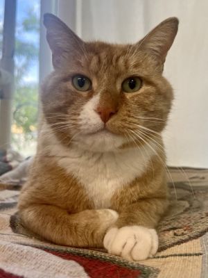 Carrot, Adult Male Domestic Short Hair