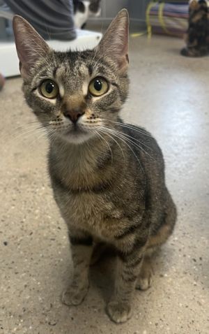 Violet, Adult Female Domestic Short Hair