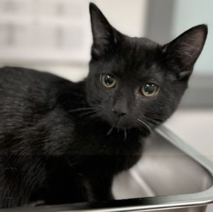 Jorah 14, Adult Female Domestic Short Hair